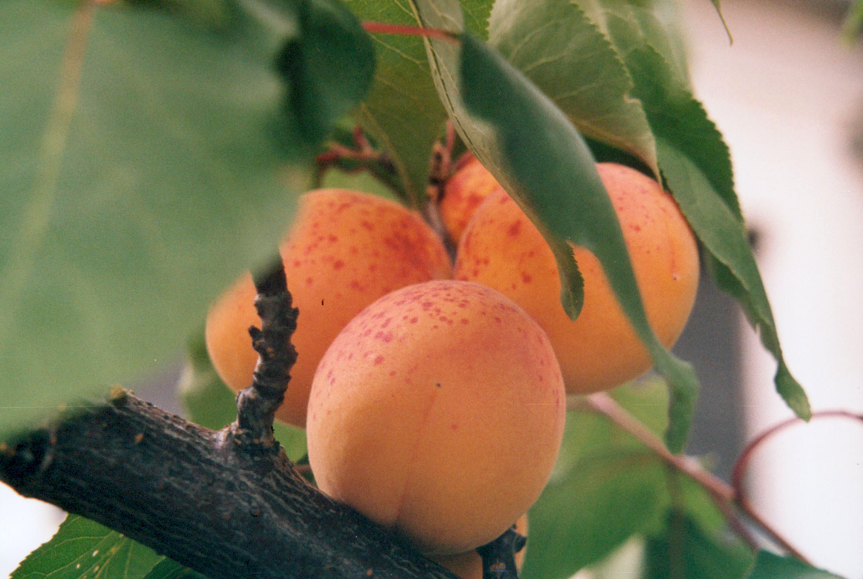 apricot